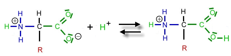 protonenaufnahme