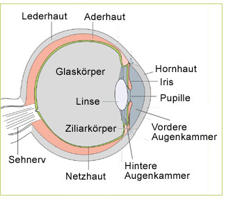 auge schema