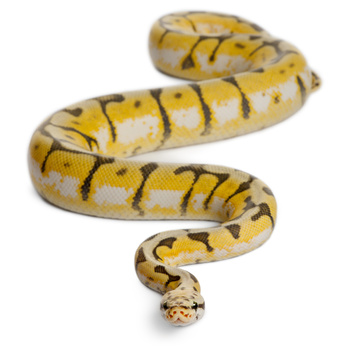 Fotolia 35199098 XS-gift